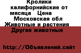 Кролики калифорнийские от мясяца › Цена ­ 250 - Московская обл. Животные и растения » Другие животные   